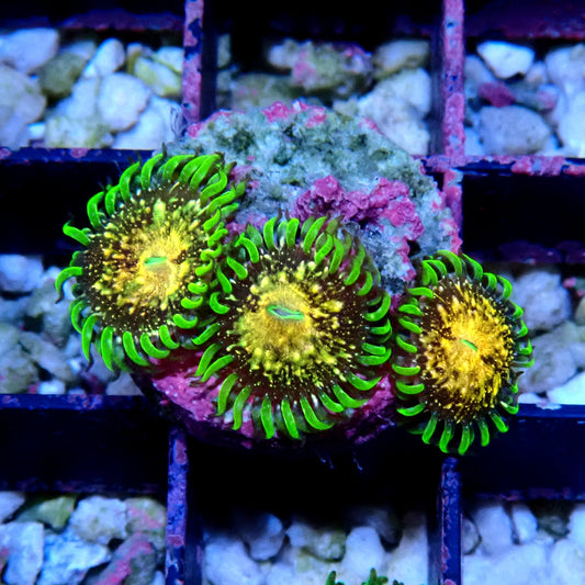 Texas Grim Reaper Zoanthid WYSIWYG