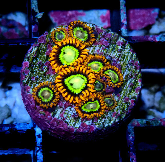 Treehouse of Horrors Zoanthid WYSIWYG