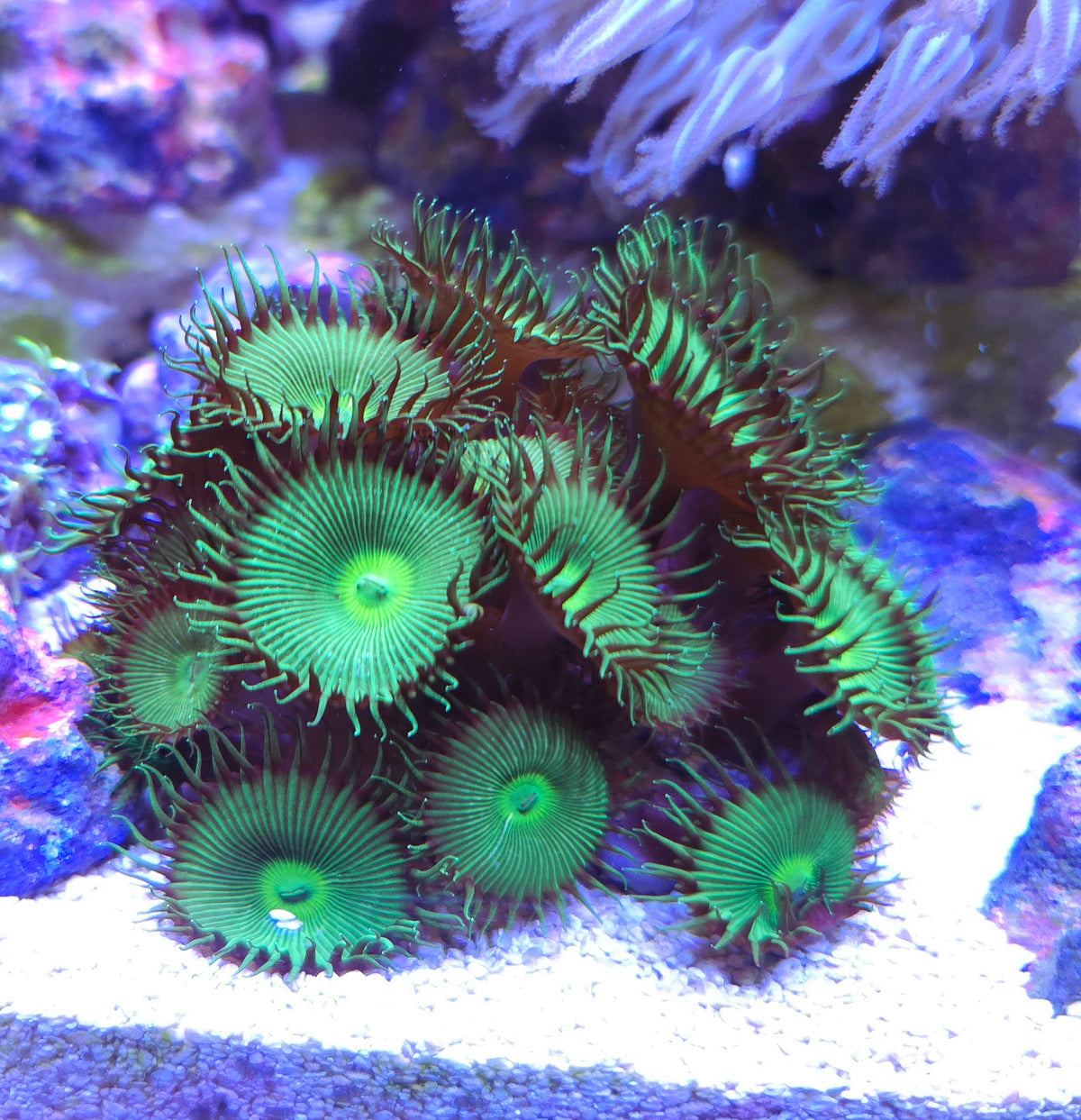 Nuclear Green Palythoa colony WYSIWYG