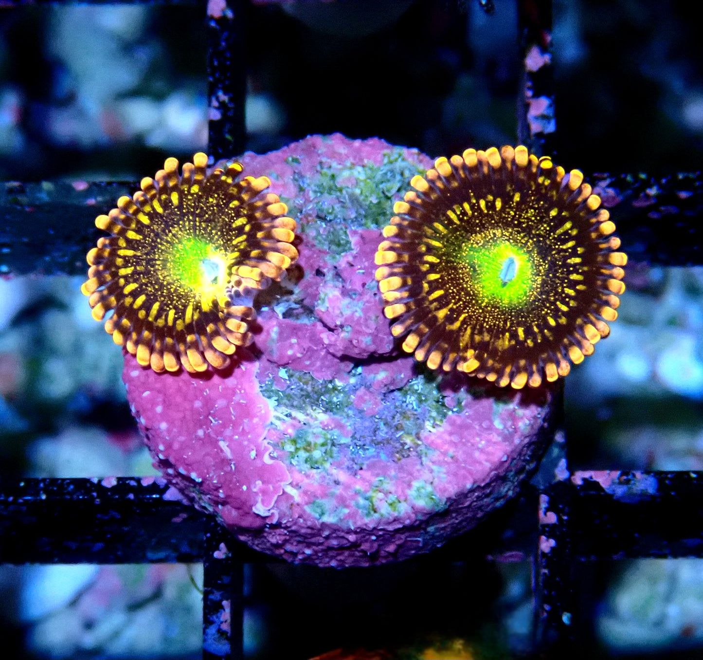 Alien Anti-Venom Zoanthid WYSIWYG