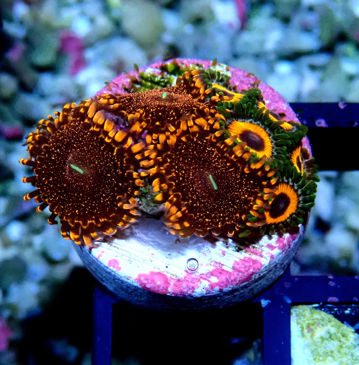 Darth Maul/Watermelon Zoanthid WYSIWYG