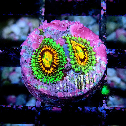 Rainbow Incinerator Zoanthid WYSIWYG
