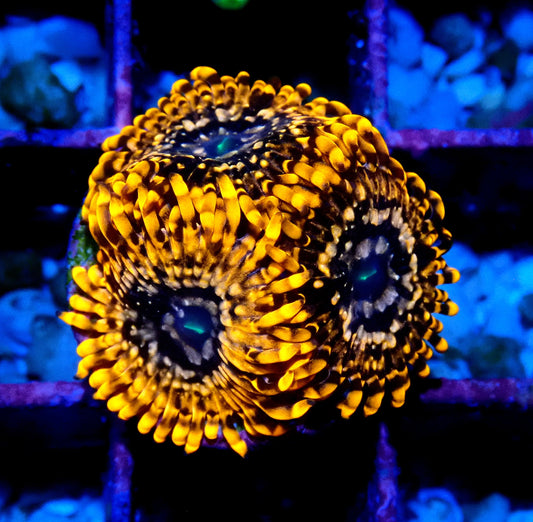 Utter Chaos Zoanthid WYSIWYG