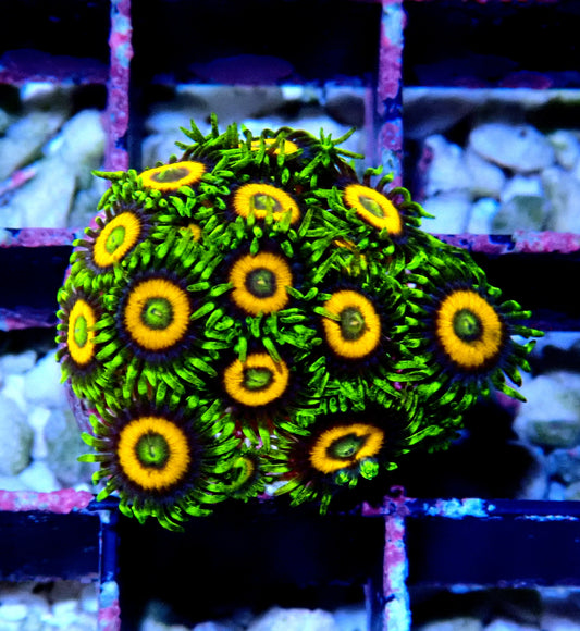 Eagle Eyes Zoanthid WYSIWYG