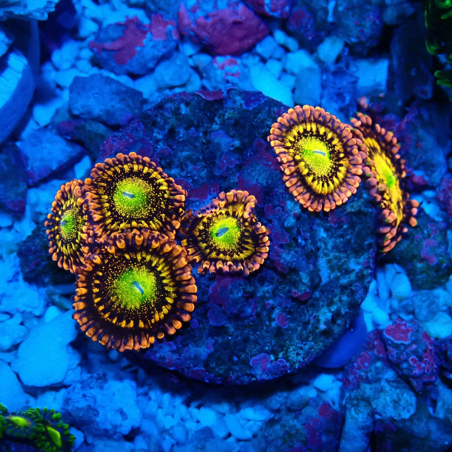 Alien Anti-Venom Zoanthid WYSIWYG