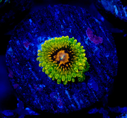 Grand Master Krakatoa Zoanthid WYSIWYG