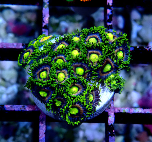 Crayola Zoanthid WYSIWYG