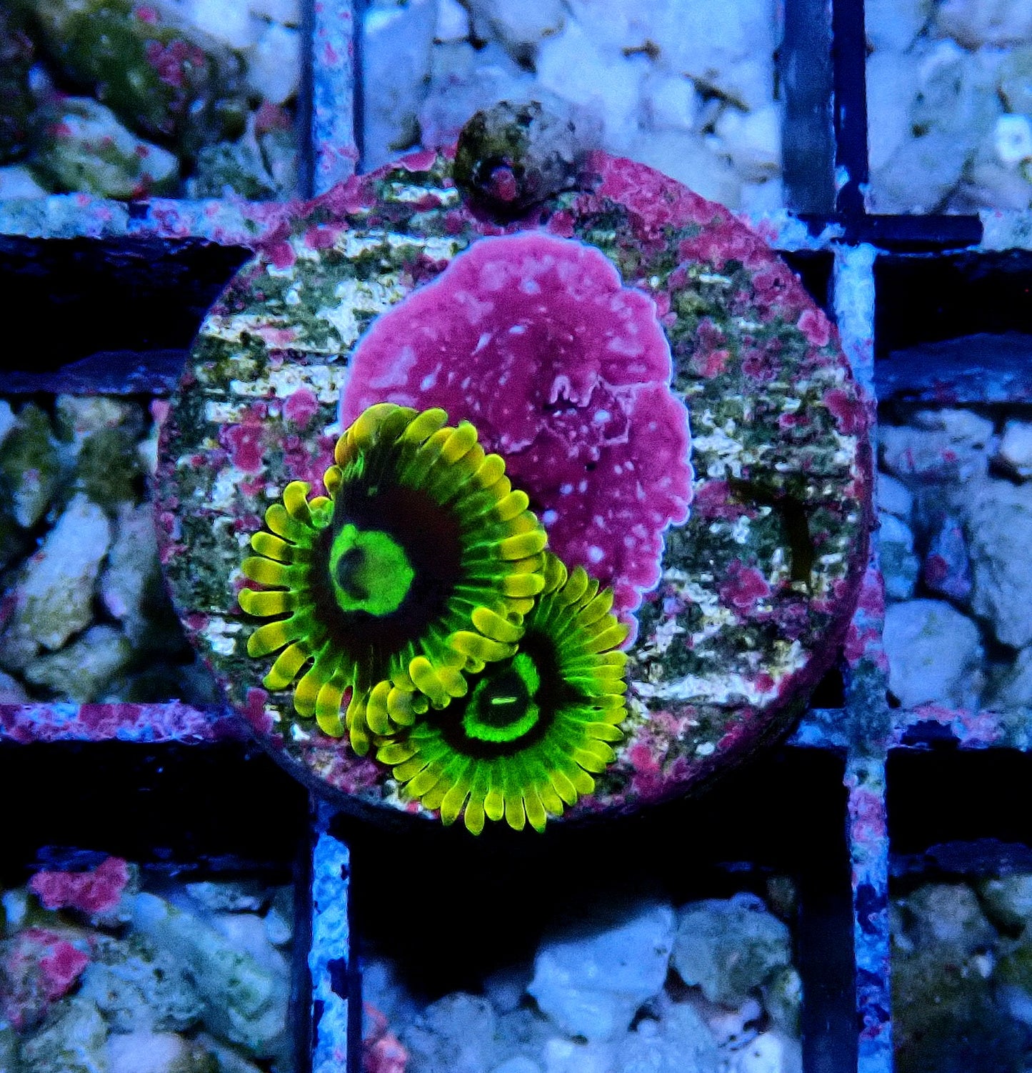 Rainbow Yoda Zoanthid WYSIWYG