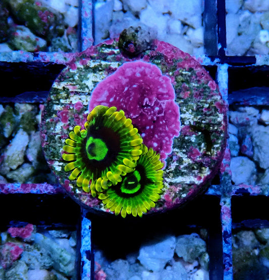 Rainbow Yoda Zoanthid WYSIWYG