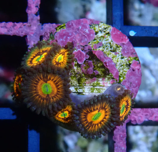 God of War Zoanthid WYSIWYG