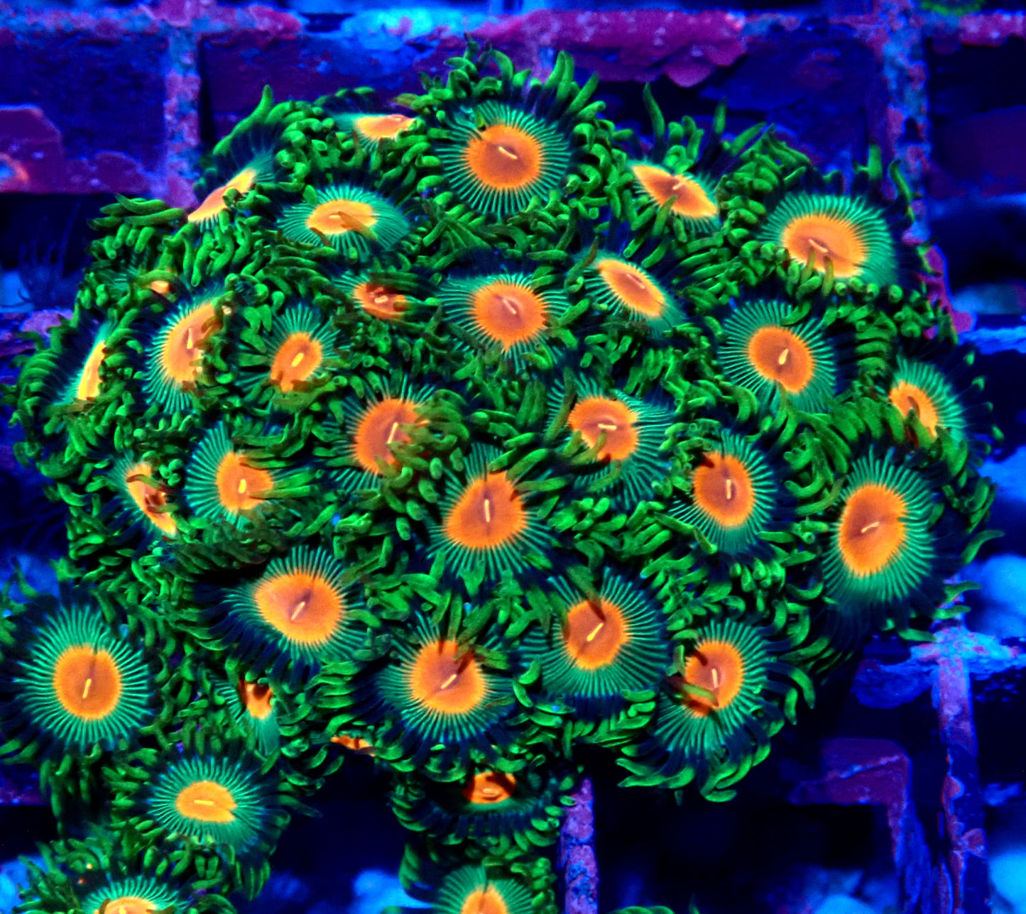 Radioactive Campfire Zoanthid WYSIWYG