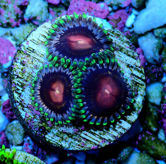 Amethyst Zoanthid WYSIWYG