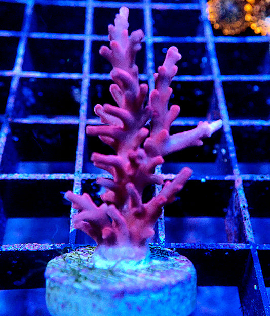 Red Dragon Acropora - Medium
