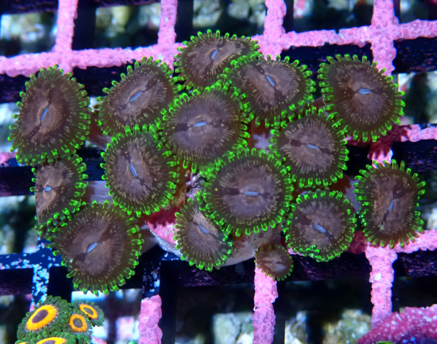 Purple Monster Zoanthid WYSIWYG