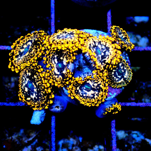 Utter Chaos Zoanthid WYSIWYG
