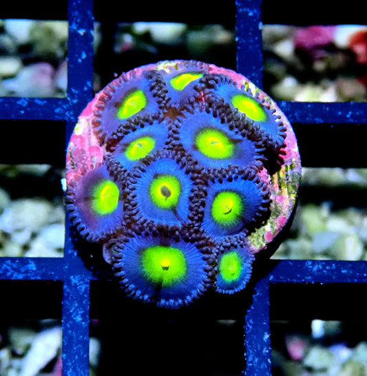 AOI Zoanthid WYSIWYG
