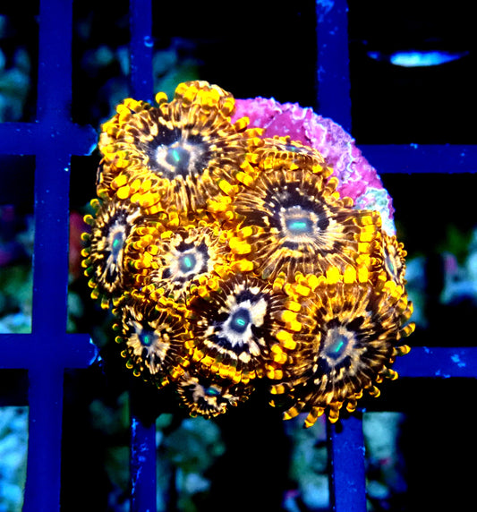 Utter Chaos Zoanthid WYSIWYG