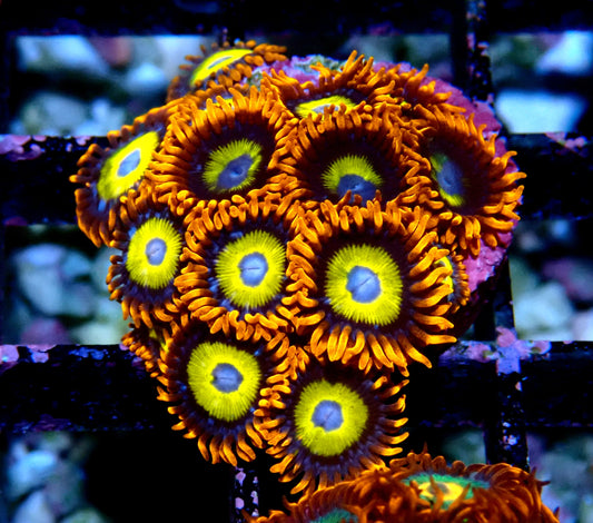 BBEB Zoanthid WYSIWYG