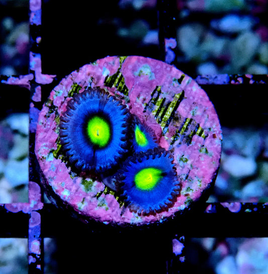 AOI Zoanthid WYSIWYG