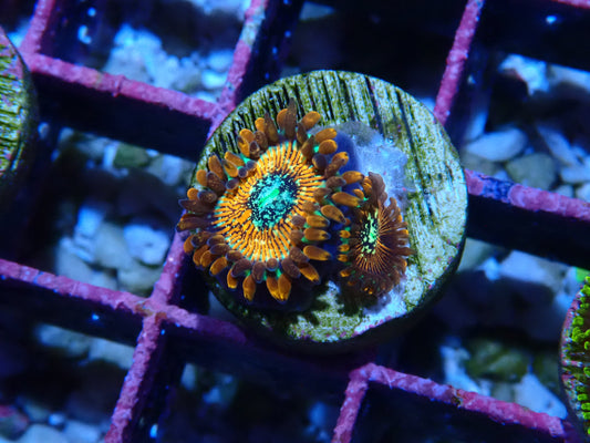 Magician Zoanthid WYSIWYG
