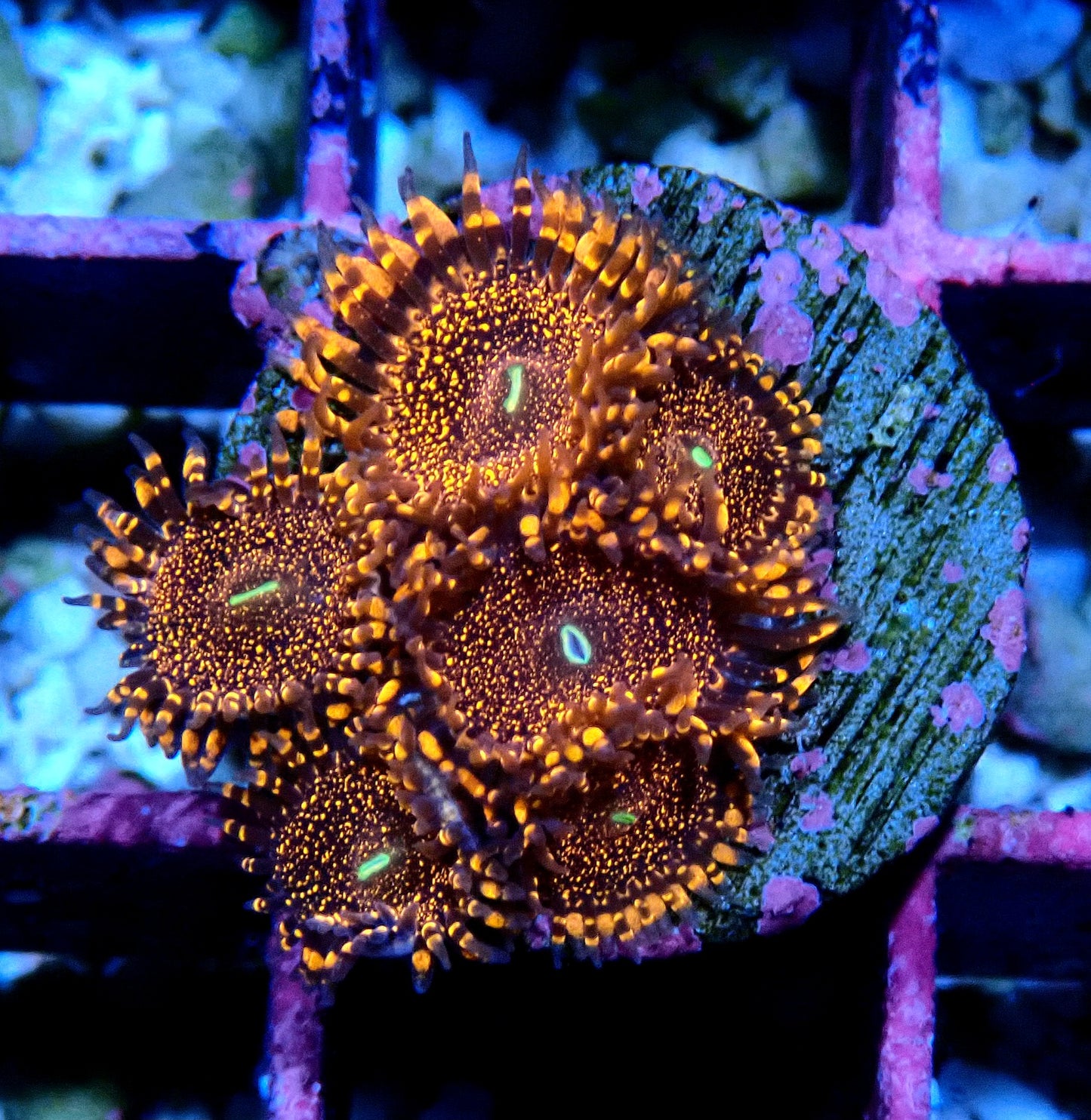Darth Maul Zoanthid WYSIWYG