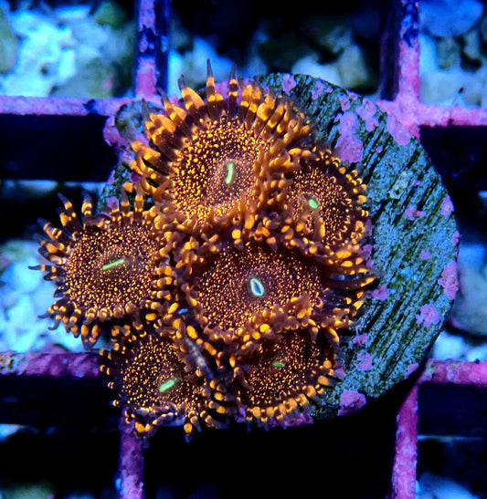 Darth Maul Zoanthid WYSIWYG