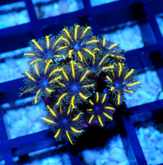 TSA Candy Corn Clove Polyps *Per polyp*