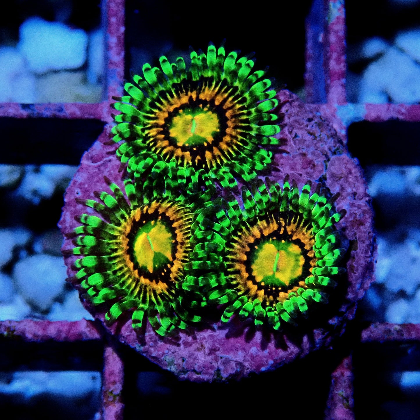 Rainbow Incinerator Zoanthid WYSIWYG