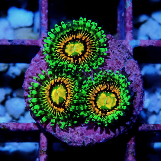Rainbow Incinerator Zoanthid WYSIWYG