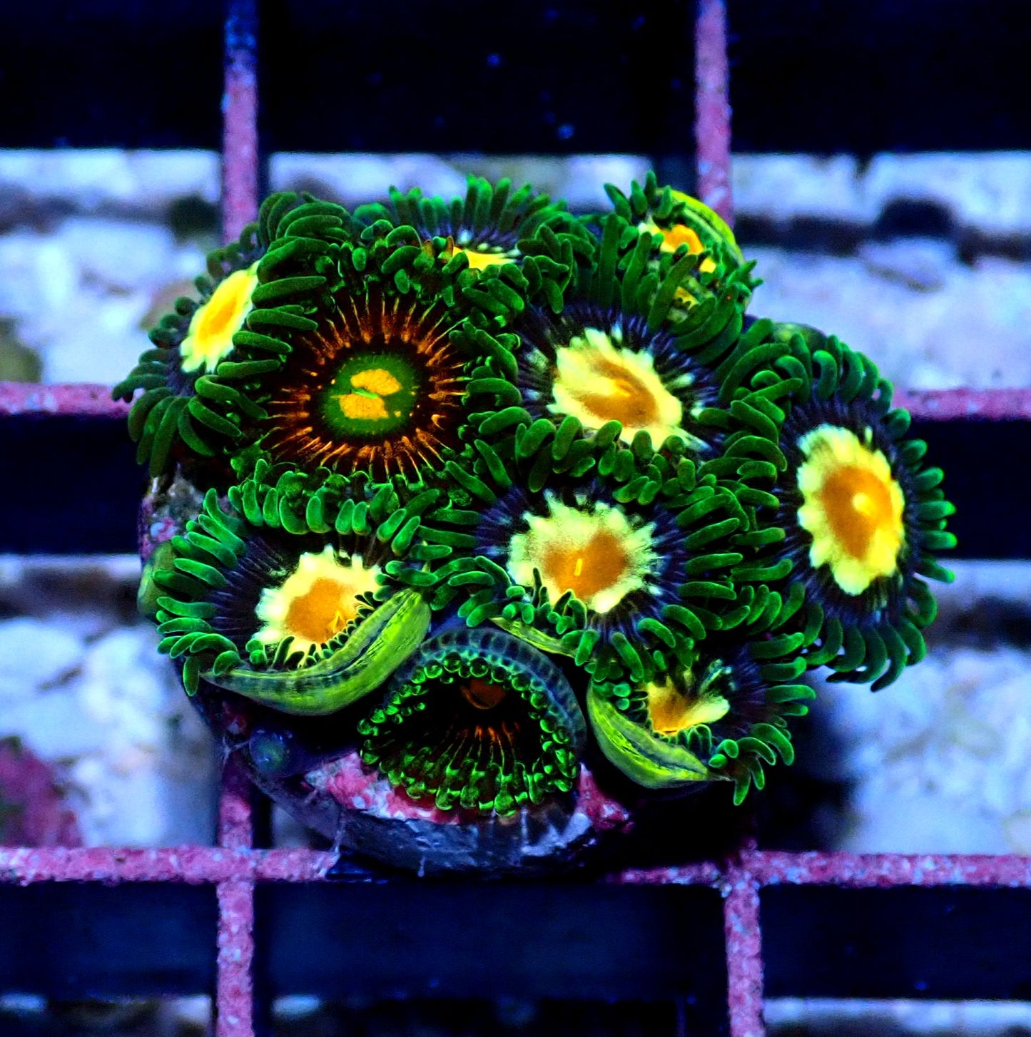 Pin wheel/Rainbow Incinerator Zoanthid WYSIWYG