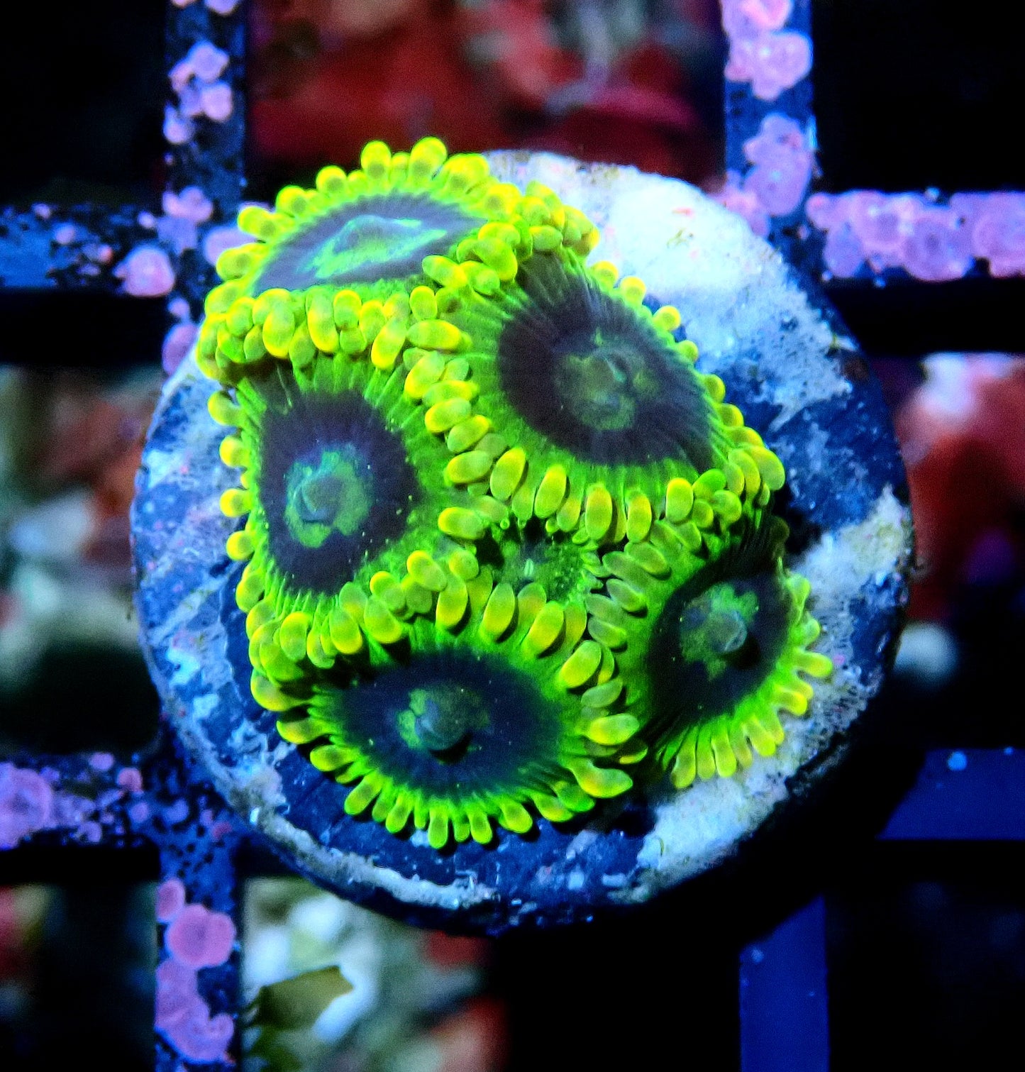 Rainbow Yoda Zoanthid WYSIWYG