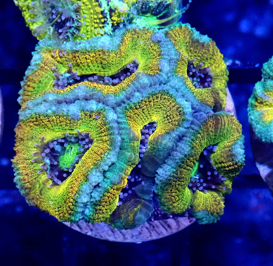 Acan (Micromussa) WYSIWYG