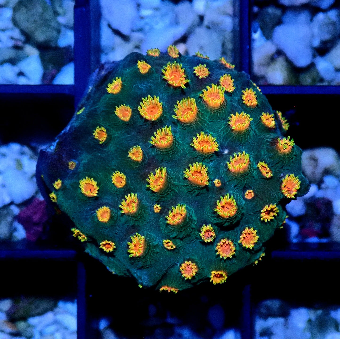 Meteor Shower Cyphastrea