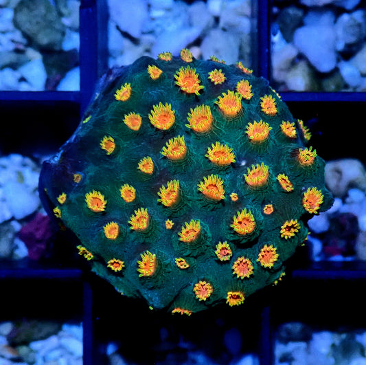 Meteor Shower Cyphastrea