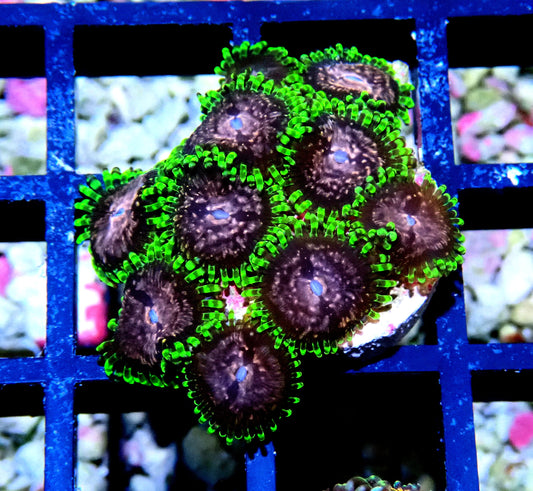 Purple Monster Zoanthid WYSIWYG