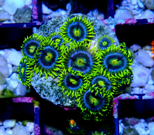 Aus Ice Blue Zoanthid WYSIWYG