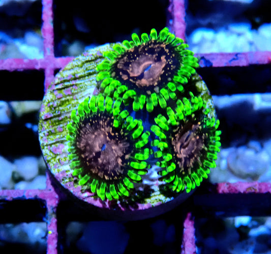 Purple Monster Zoanthid WYSIWYG