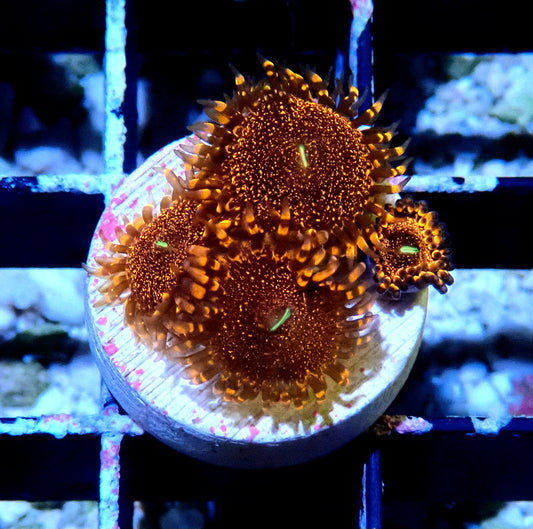 Darth Maul Zoanthid WYSIWYG