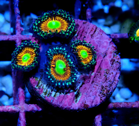Gobstopper Zoanthid WYSIWYG