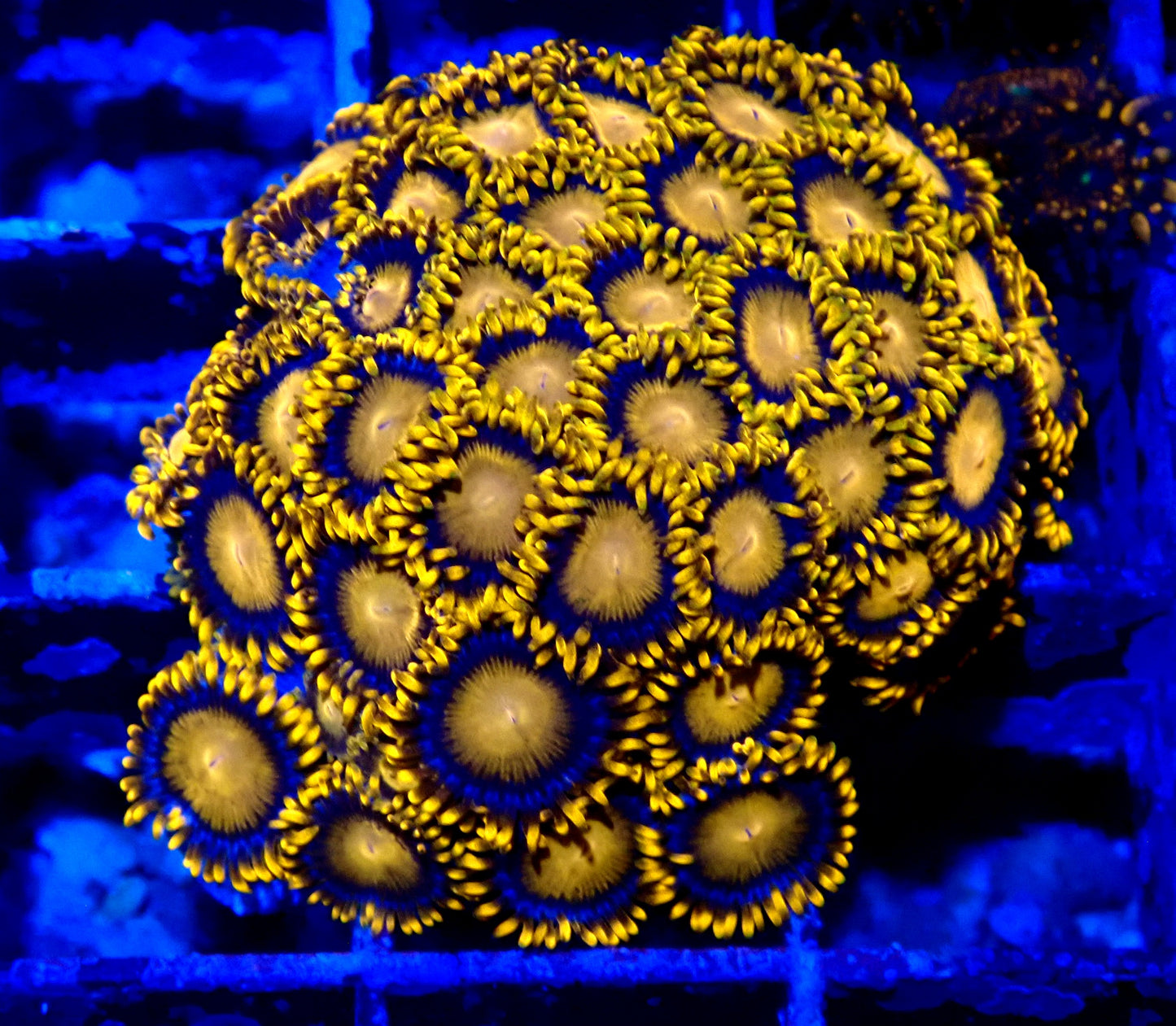 Orange Bam Bam Zoanthid WYSIWYG