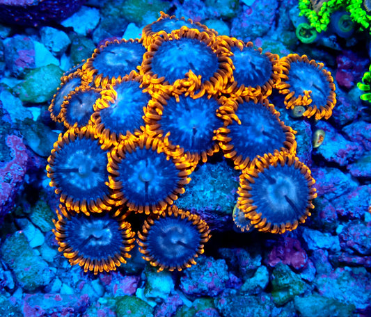Superman Zoanthid WYSIWYG