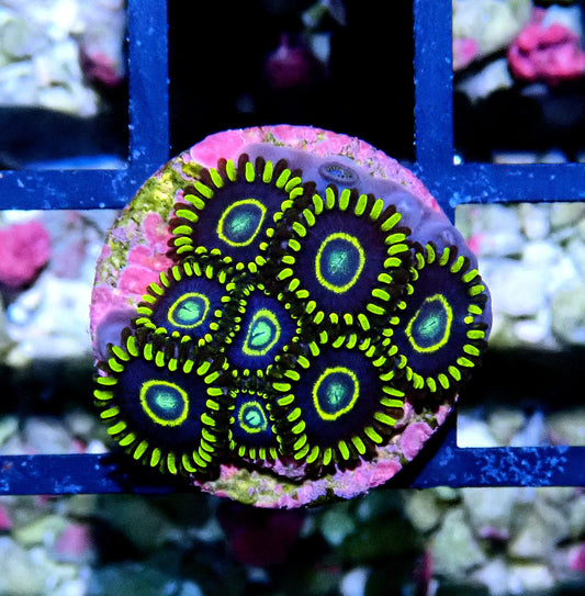 Blue Hornet Zoanthid WYSIWYG