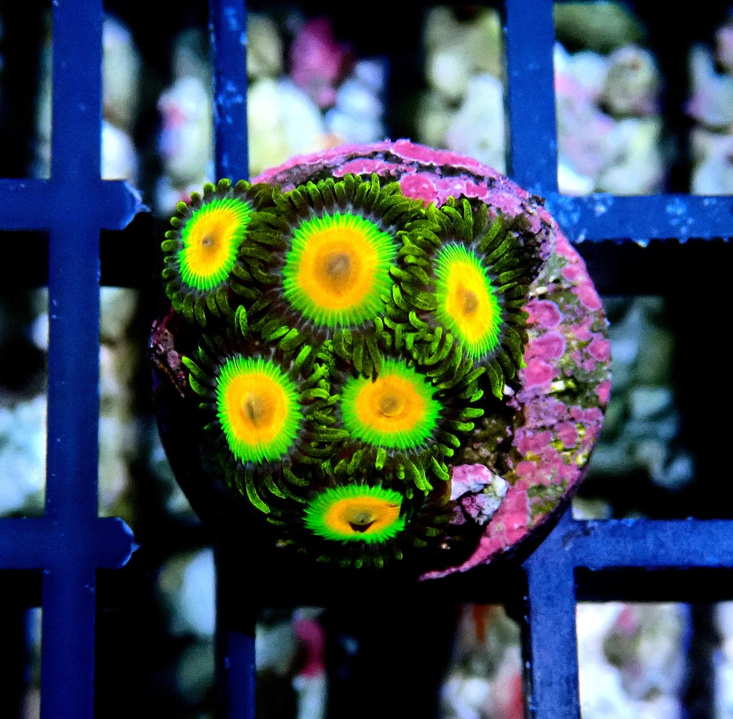 Rasta Zoanthid WYSIWYG
