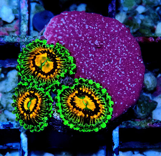 Rainbow Incinerator Zoanthid WYSIWYG