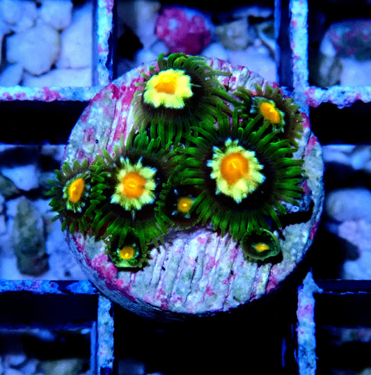 Pin wheel Zoanthid WYSIWYG