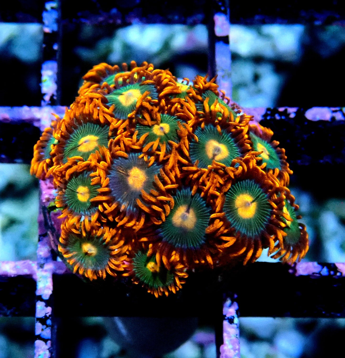 Gatorade Zoanthid WYSIWYG