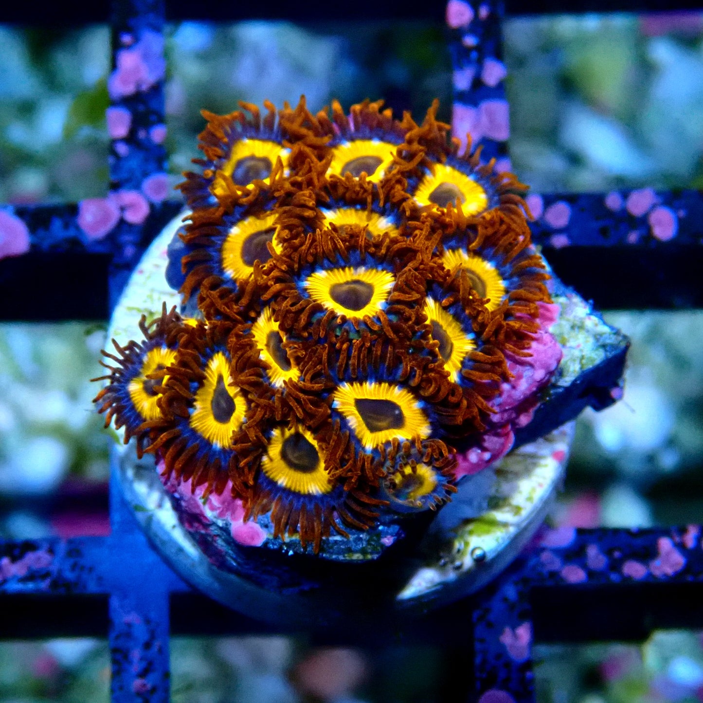 Rings of Saturn Zoanthid WYSIWYG