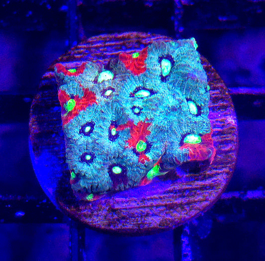 War Coral WYSIWYG