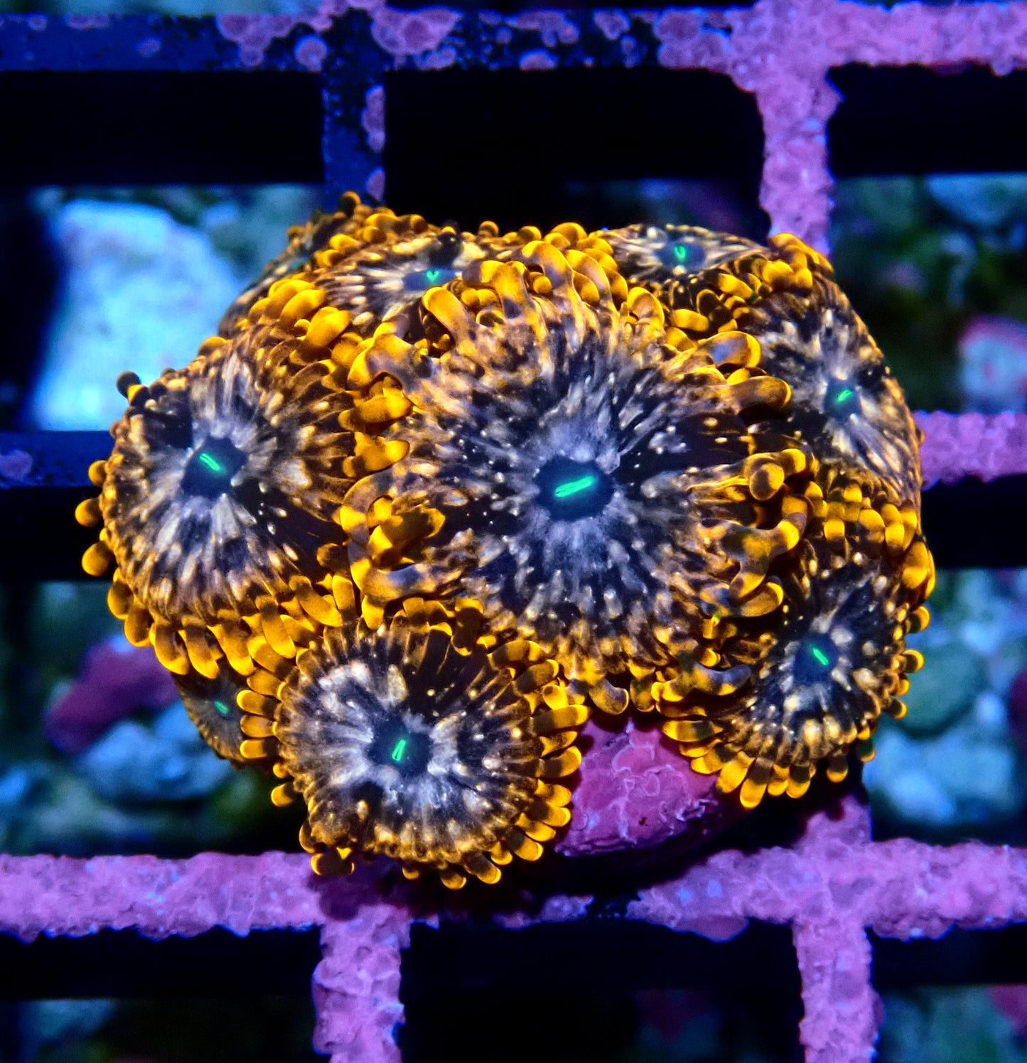 Utter Chaos Zoanthid WYSIWYG