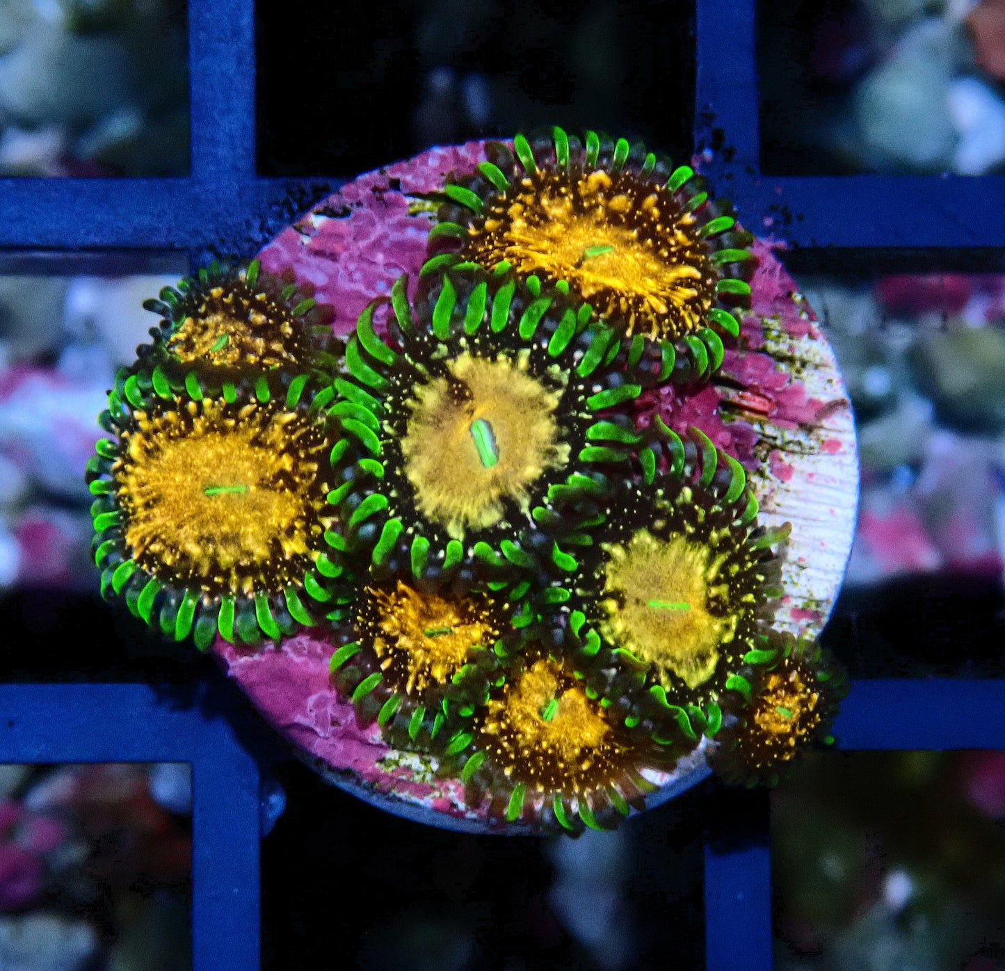 Texas Grim Reaper Zoanthid WYSIWYG